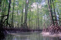 mangroves